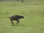 14407 Buffalo on the run.jpg